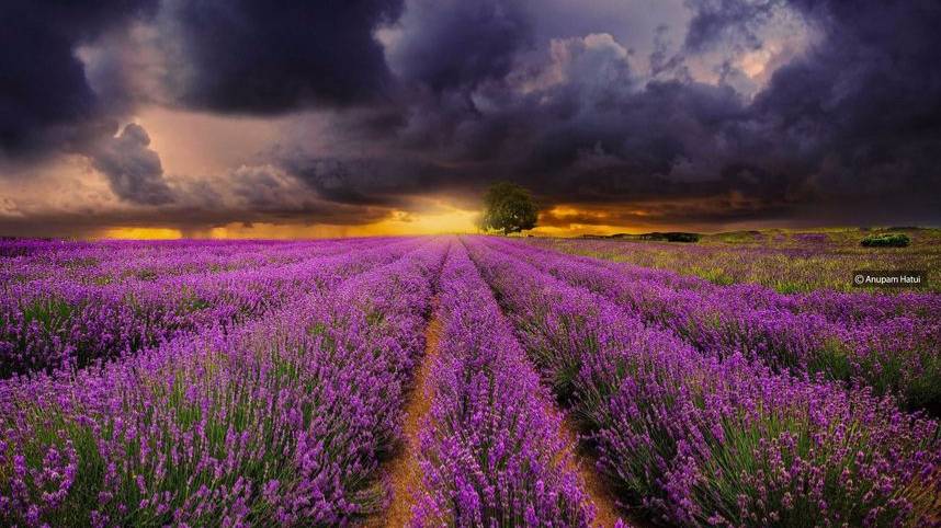  Deep Purple