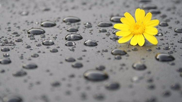 Anything Yellow