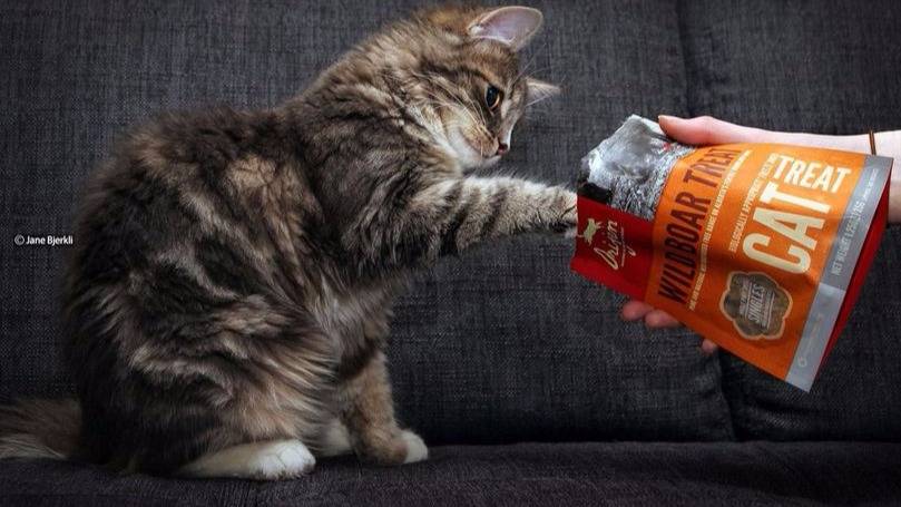 Cats Being Cats